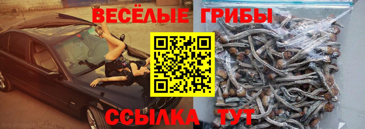Псилоцибиновые грибы Cubensis Лянтор